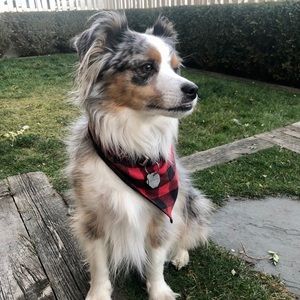 Meet your Posher, Alex